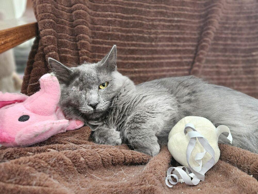 Enlarge Misty, a Adoptable Domestic Long Hair in San Leon, TX image 4/6