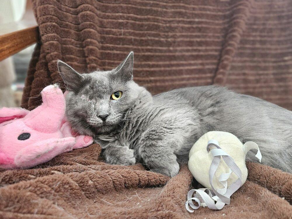 Enlarge Misty, a Adoptable Domestic Long Hair in San Leon, TX image 5/6