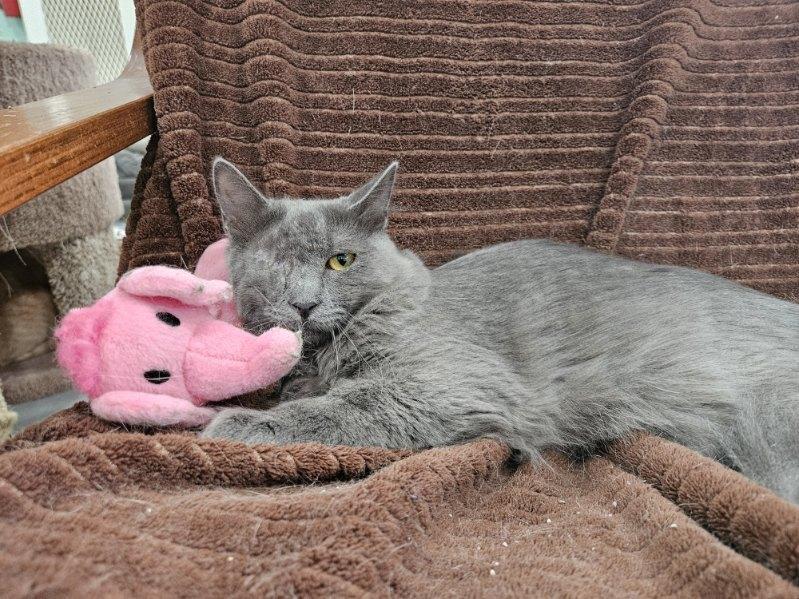 Enlarge Misty, a Adoptable Domestic Long Hair in San Leon, TX image 6/6