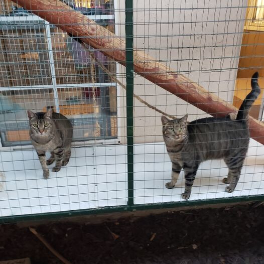 Jinx & Dinah, a Adoptable Tabby in Brea, CA image 1/6