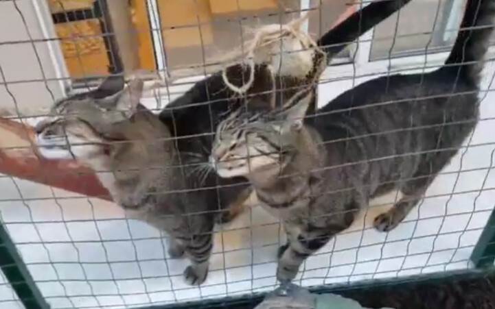 Jinx & Dinah, a Adoptable Tabby in Brea, CA image 2/6