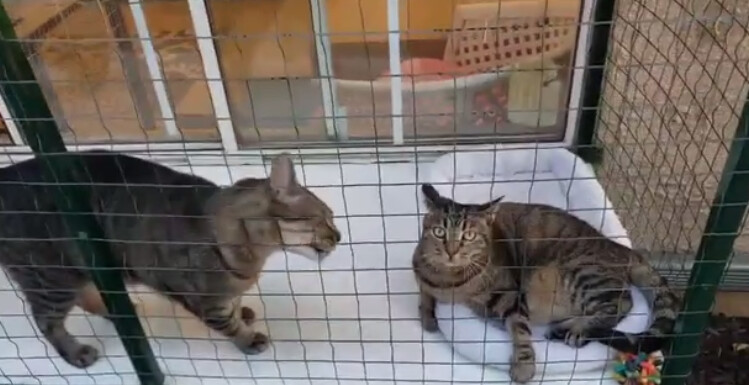 Jinx & Dinah, a Adoptable Tabby in Brea, CA image 3/6