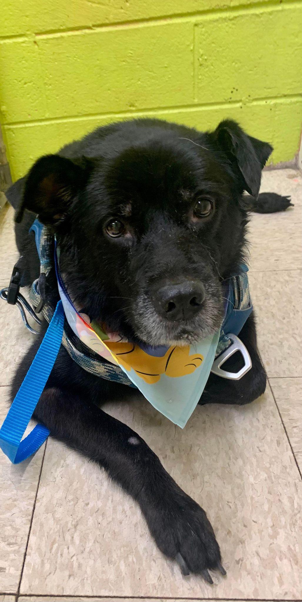 Diesel, a Adopted Labrador Retriever in Livonia, MI image 1/3