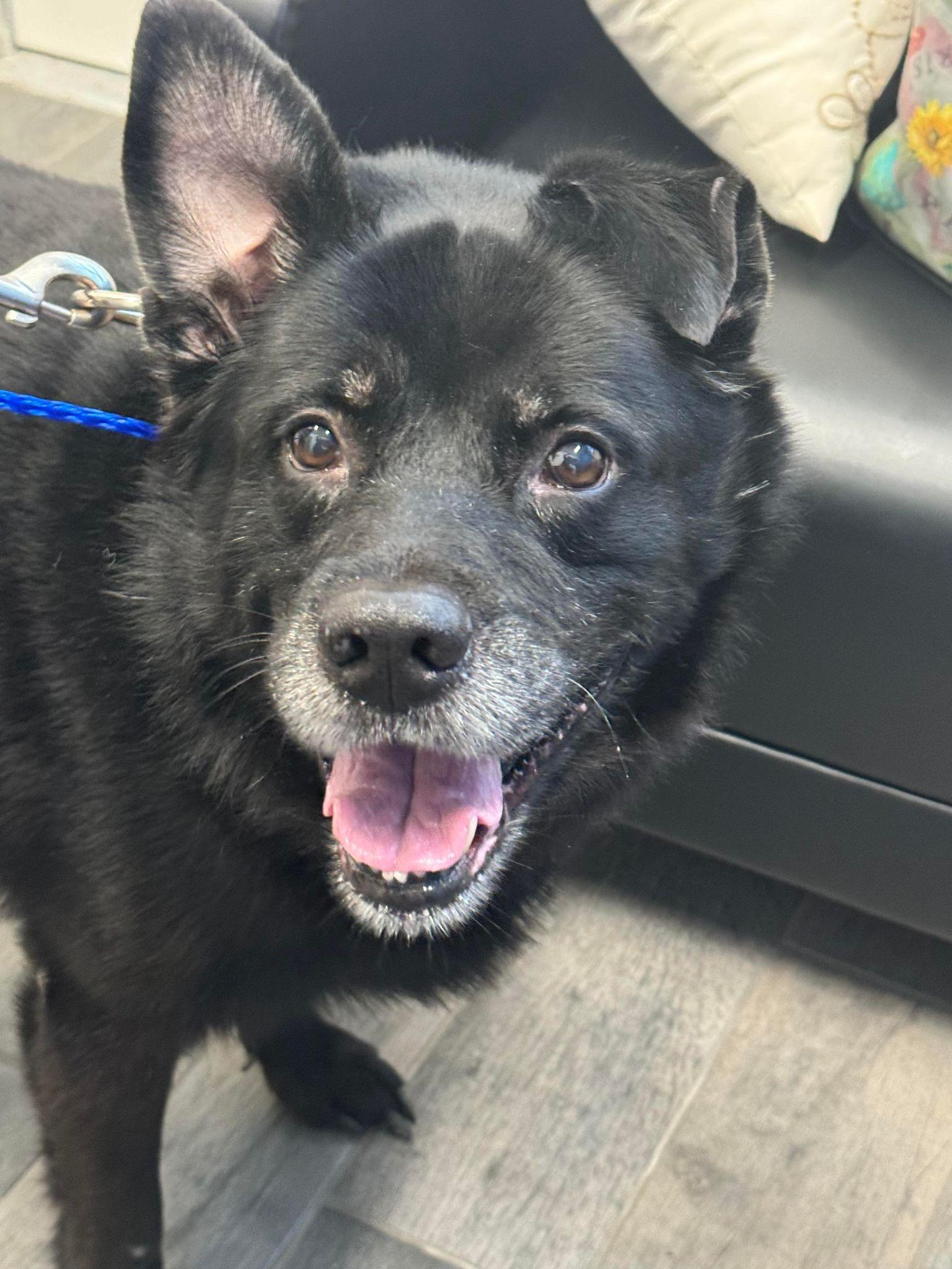 Diesel, a Adopted Labrador Retriever in Livonia, MI image 2/3