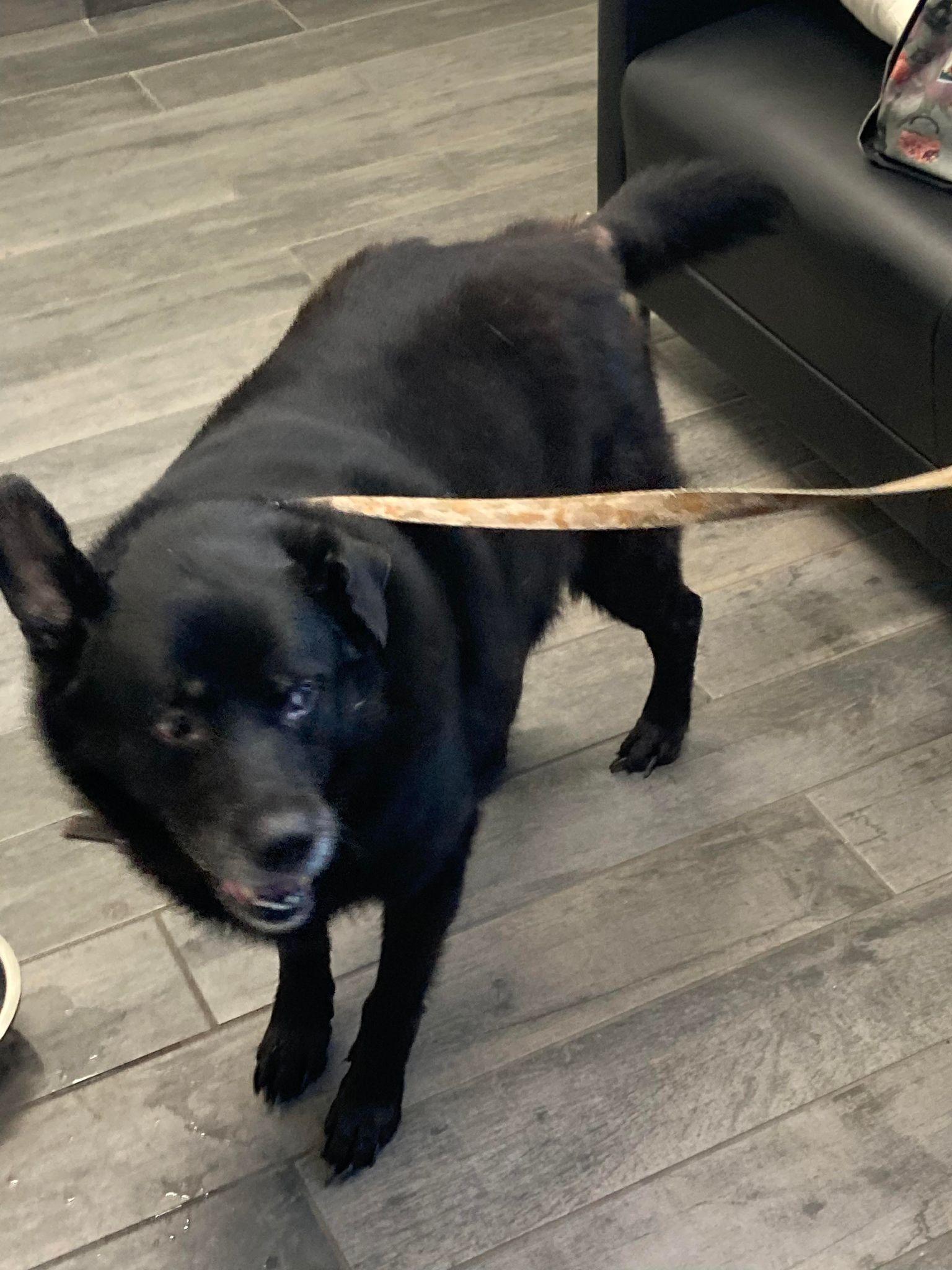Diesel, a Adopted Labrador Retriever in Livonia, MI image 3/3