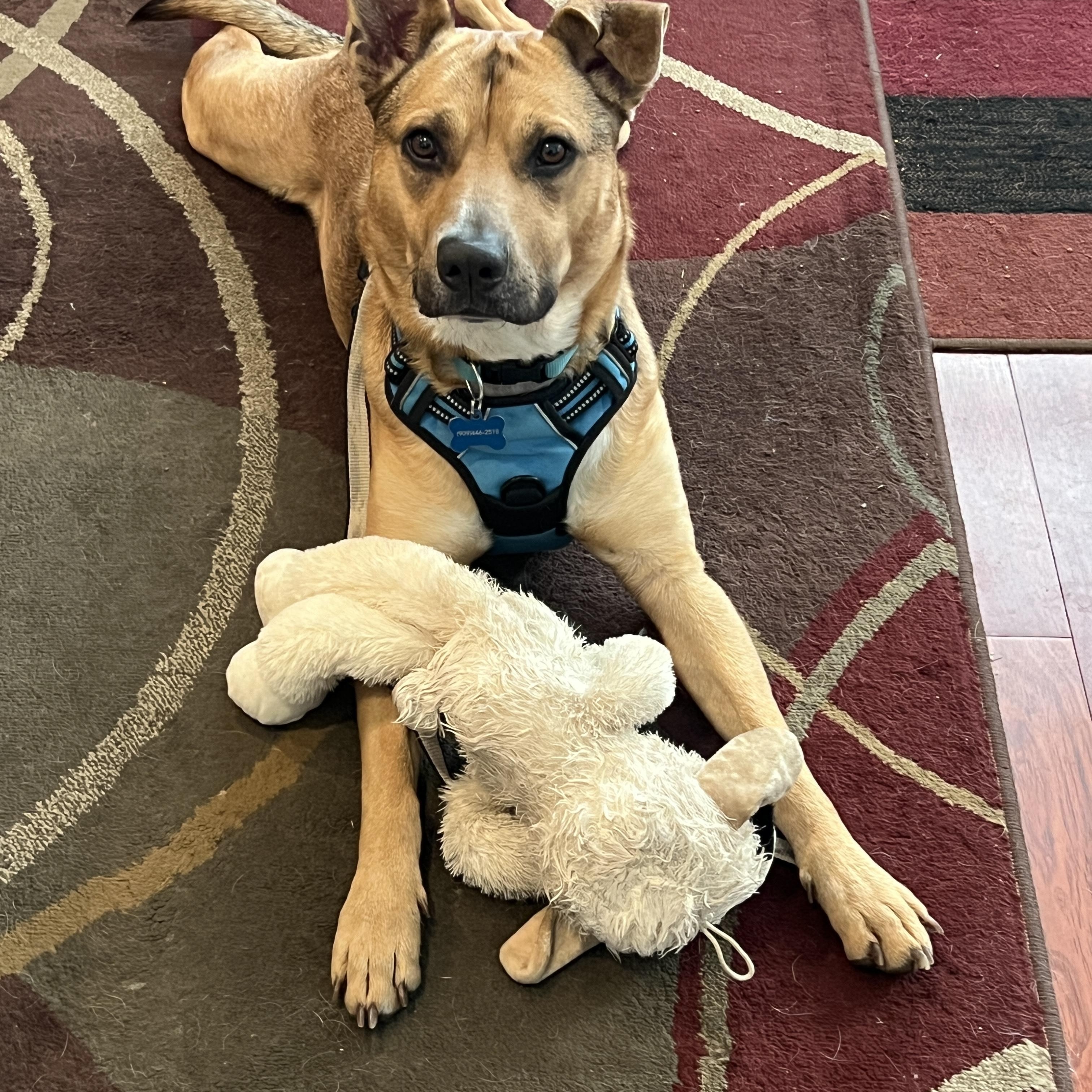Mikey , ADOPTABLE, Adult Male Yellow Labrador Retriever & German Shepherd Dog.