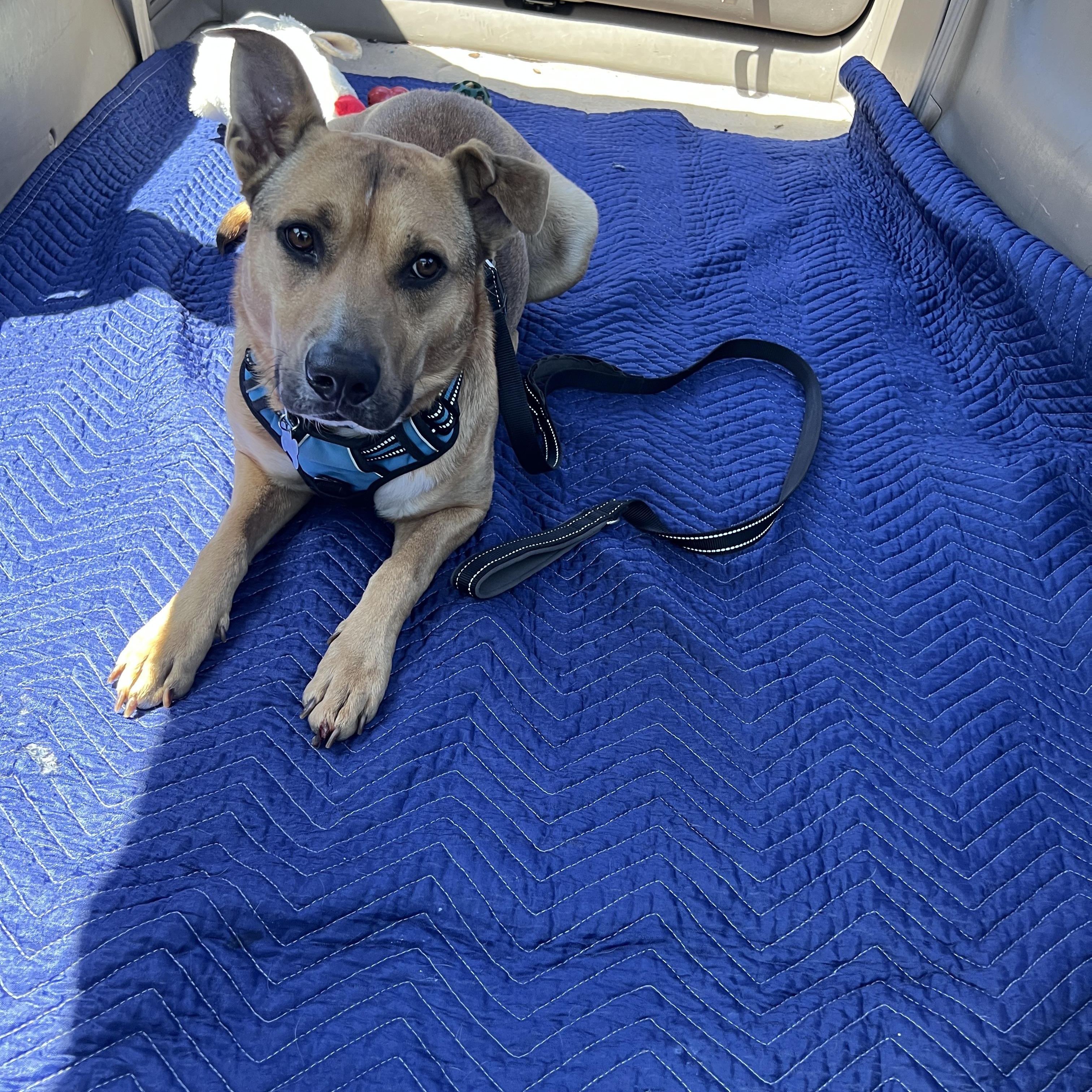 Mikey , a ADOPTABLE mixed breed in San Francisco, CA image 2/6