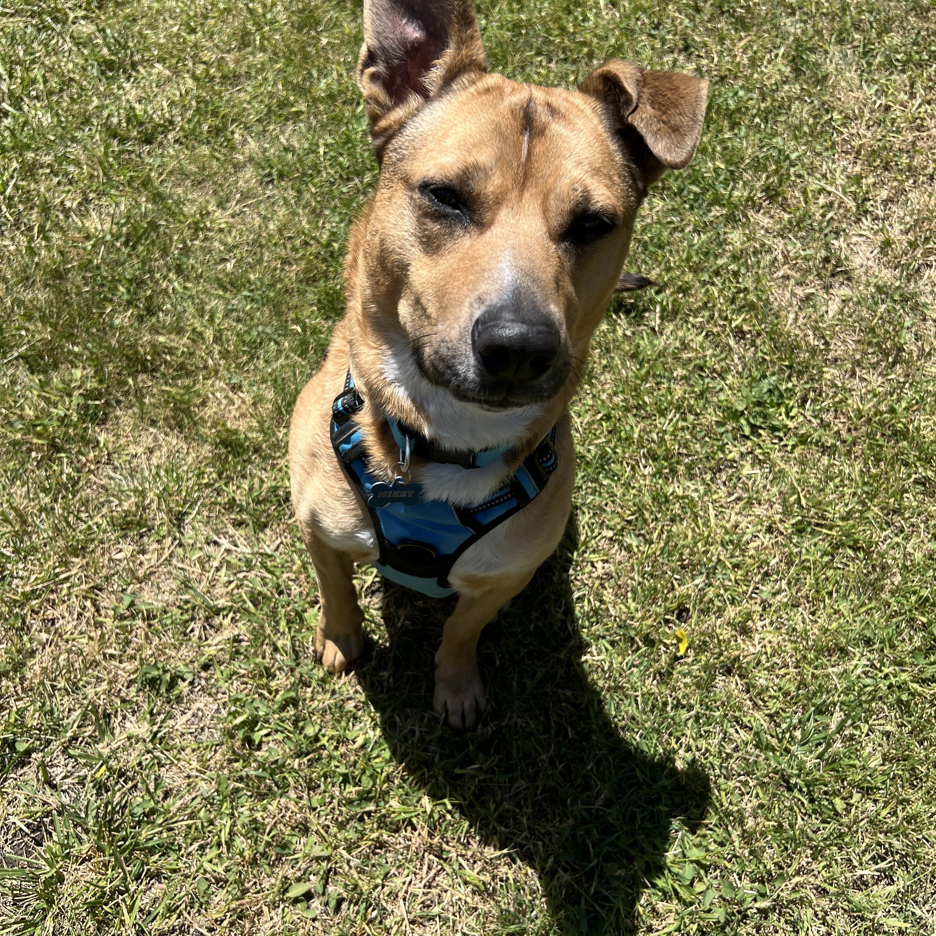 Mikey , a ADOPTABLE mixed breed in San Francisco, CA image 3/6