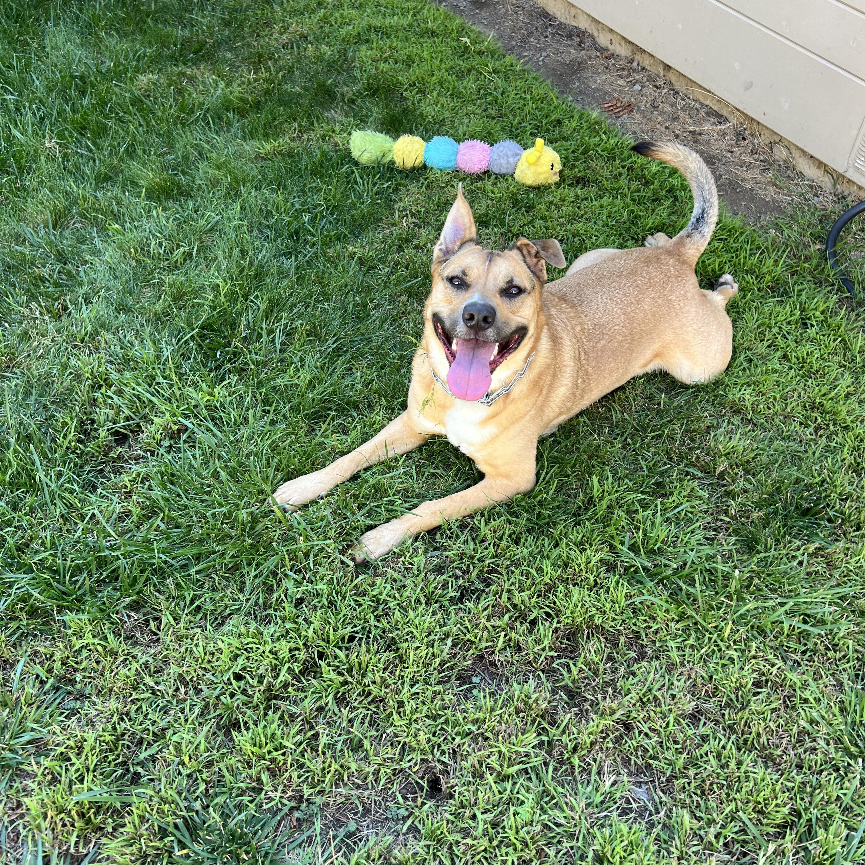 Mikey , a ADOPTABLE mixed breed in San Francisco, CA image 4/6