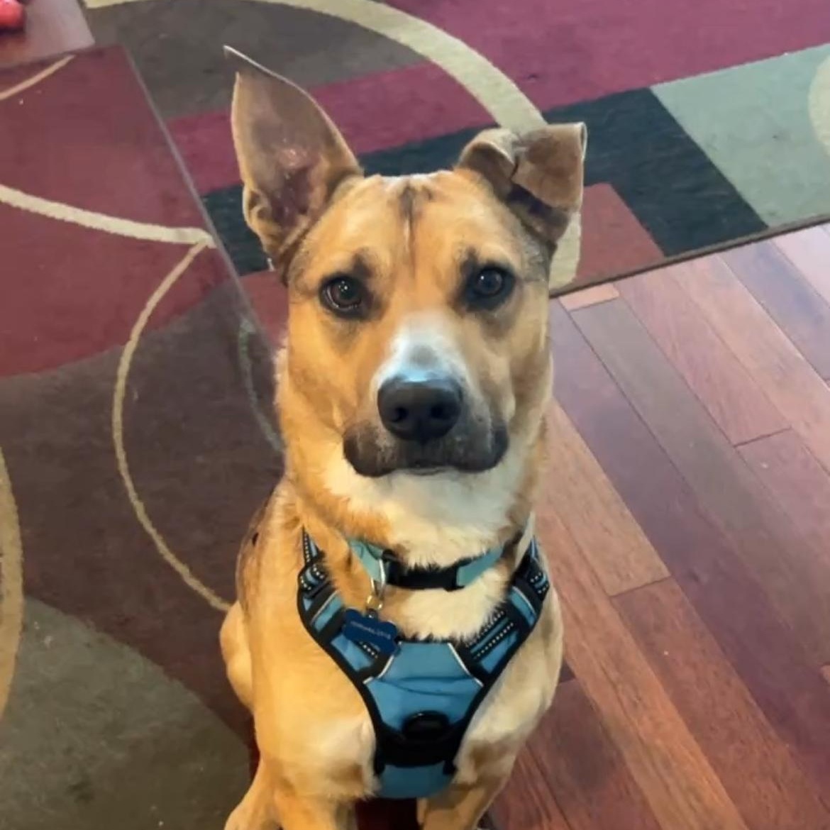 Mikey , a ADOPTABLE mixed breed in San Francisco, CA image 5/6