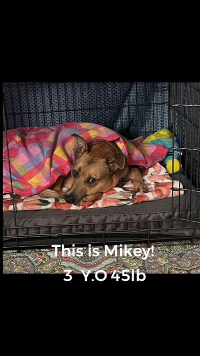Enlarge Mikey , a ADOPTABLE mixed breed in San Francisco, CA video 6/6