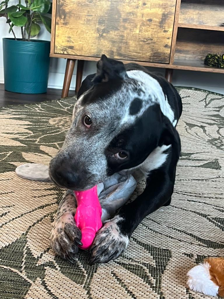 Enlarge Cosma, a Adoptable mixed breed in Minneapolis, MN image 1/6