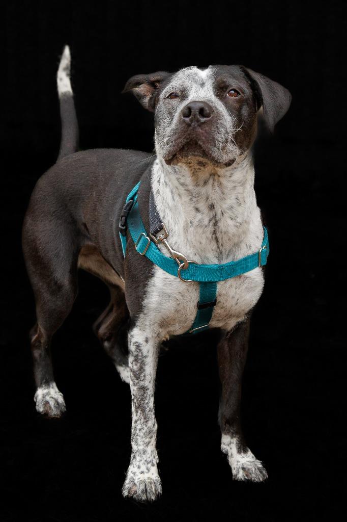 Cosma, Adoptable, Adult Female Pit Bull Terrier & Pointer.