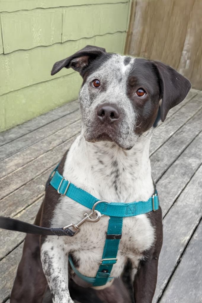 Cosma, a Adoptable mixed breed in Minneapolis, MN image 2/4