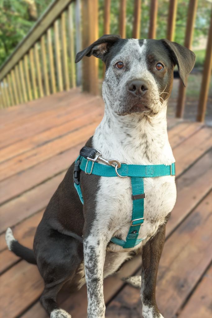 Cosma, a Adoptable mixed breed in Minneapolis, MN image 3/4