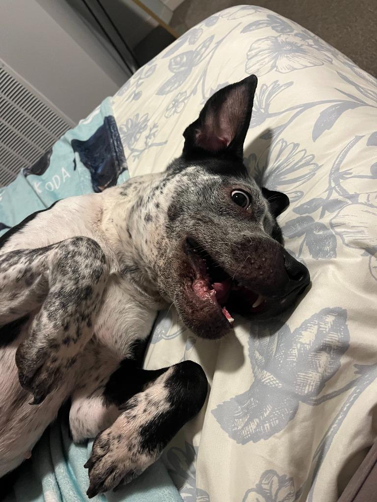 Enlarge Cosma, a Adoptable mixed breed in Minneapolis, MN image 2/6