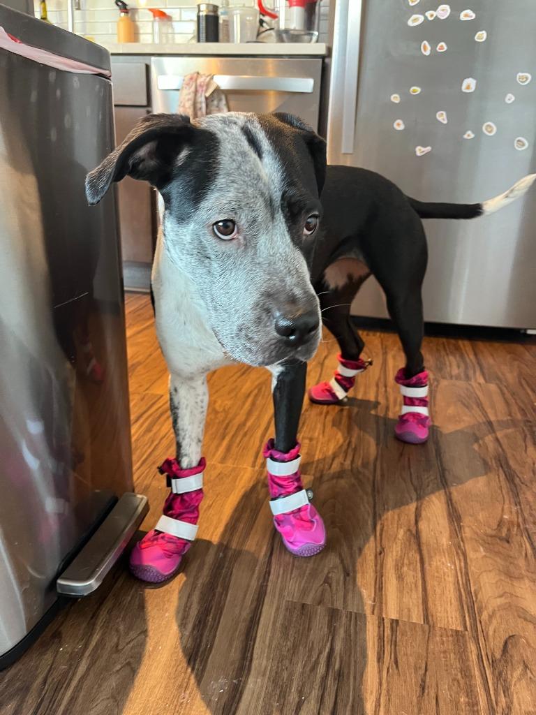 Enlarge Cosma, a Adoptable mixed breed in Minneapolis, MN image 3/6