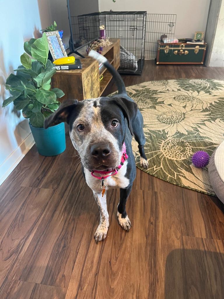 Enlarge Cosma, a Adoptable mixed breed in Minneapolis, MN image 4/6