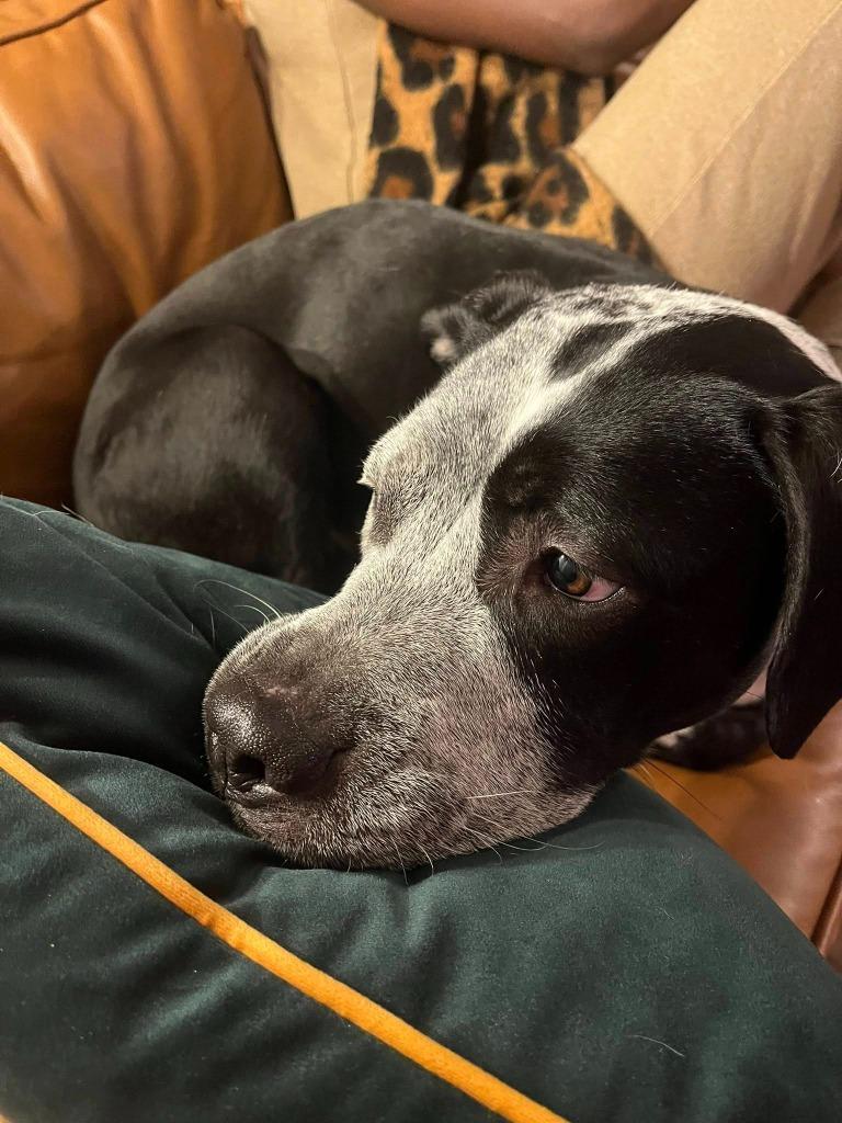 Enlarge Cosma, a Adoptable mixed breed in Minneapolis, MN image 5/6