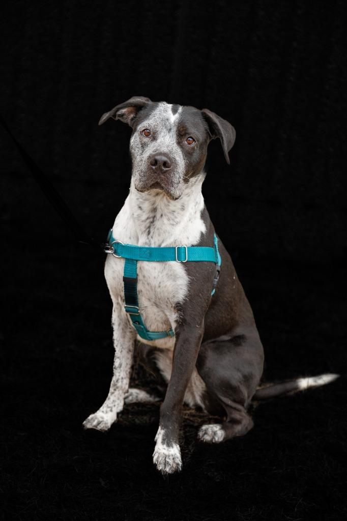 Cosma, a Adoptable mixed breed in Minneapolis, MN image 4/4