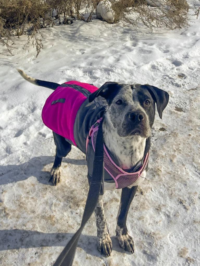 Enlarge Cosma, a Adoptable mixed breed in Minneapolis, MN image 6/6