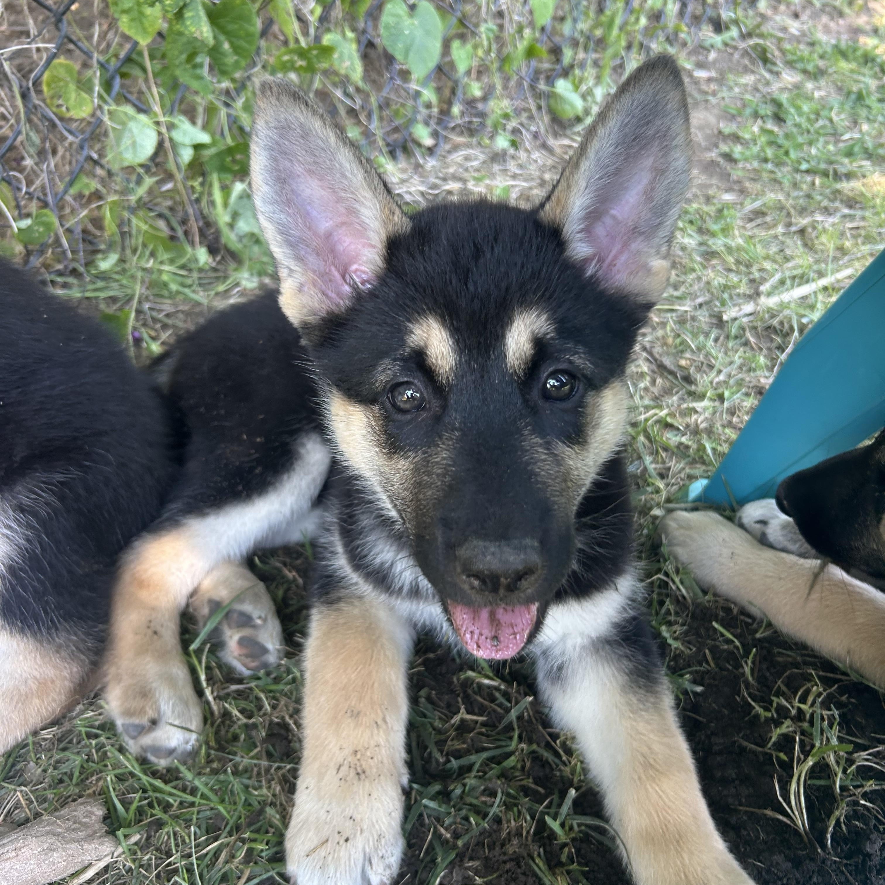 Rose, Adopted, Puppy Female German Shepherd Dog & Husky.