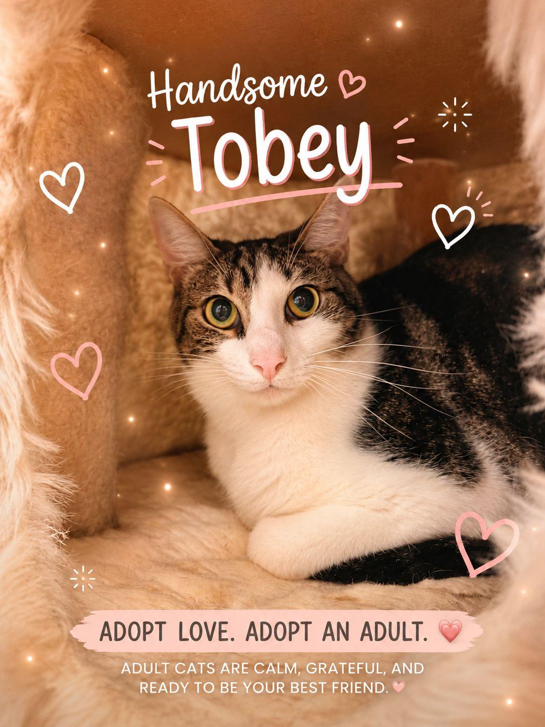 Tobie, Adoptable, Young Male Domestic Short Hair.