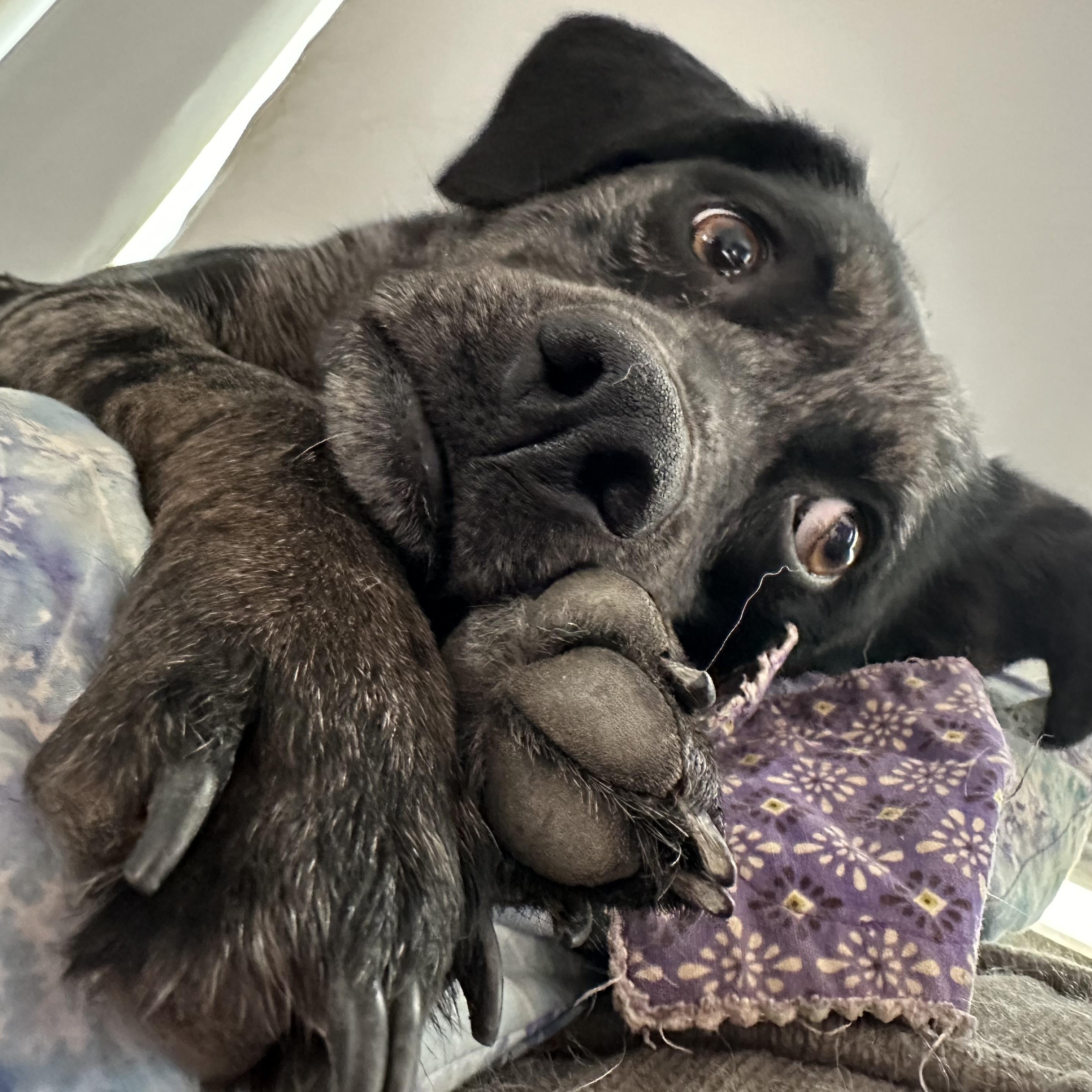 Dixie, a Adoptable mixed breed in Sheridan, WY image 1/4