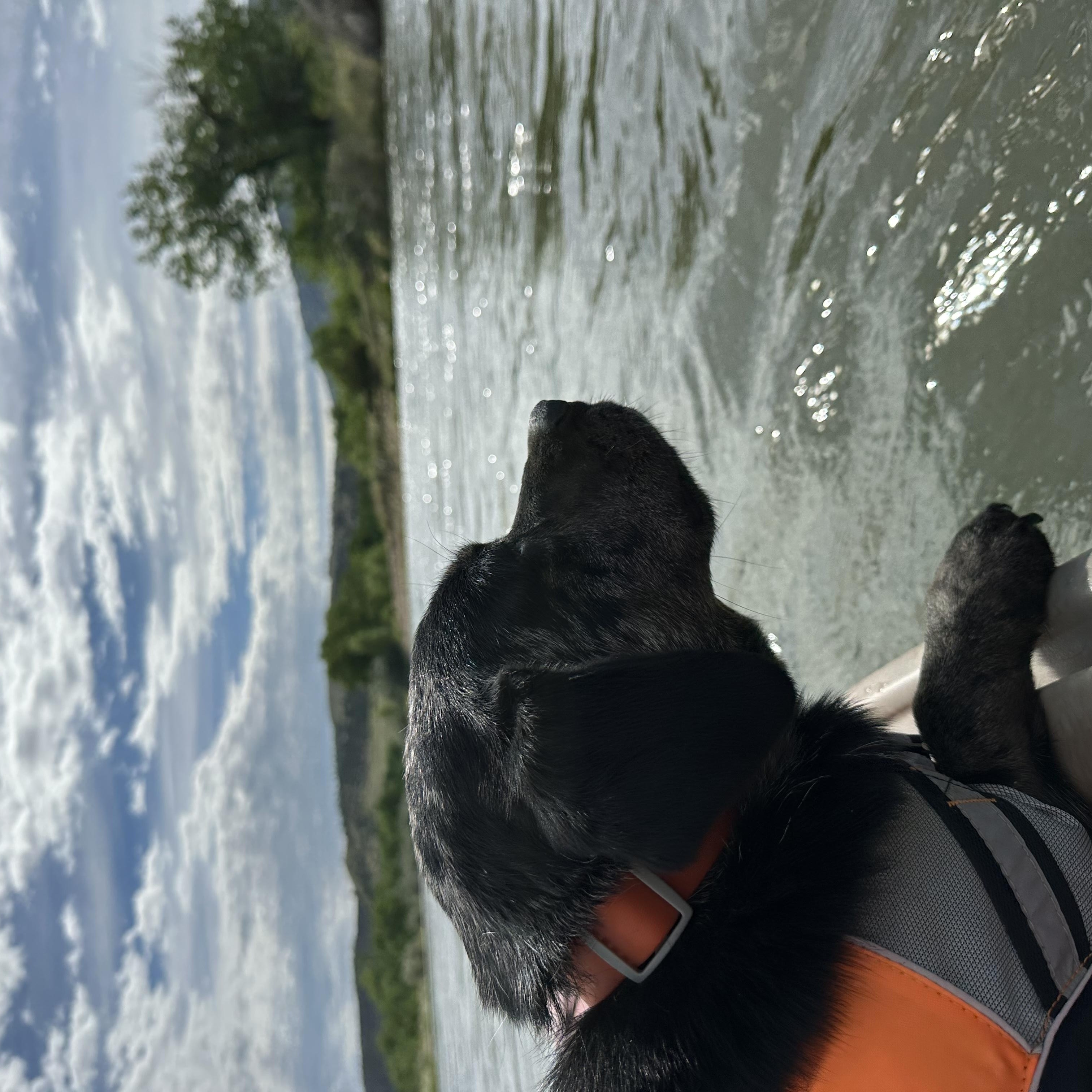 Dixie, a Adoptable mixed breed in Sheridan, WY image 2/4