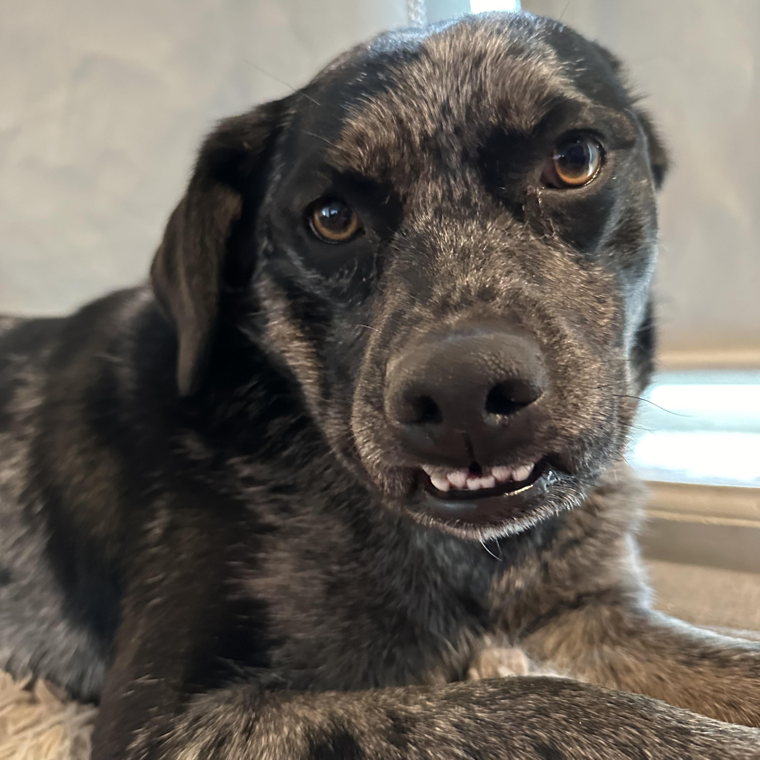 Dixie, a Adoptable mixed breed in Sheridan, WY image 3/4