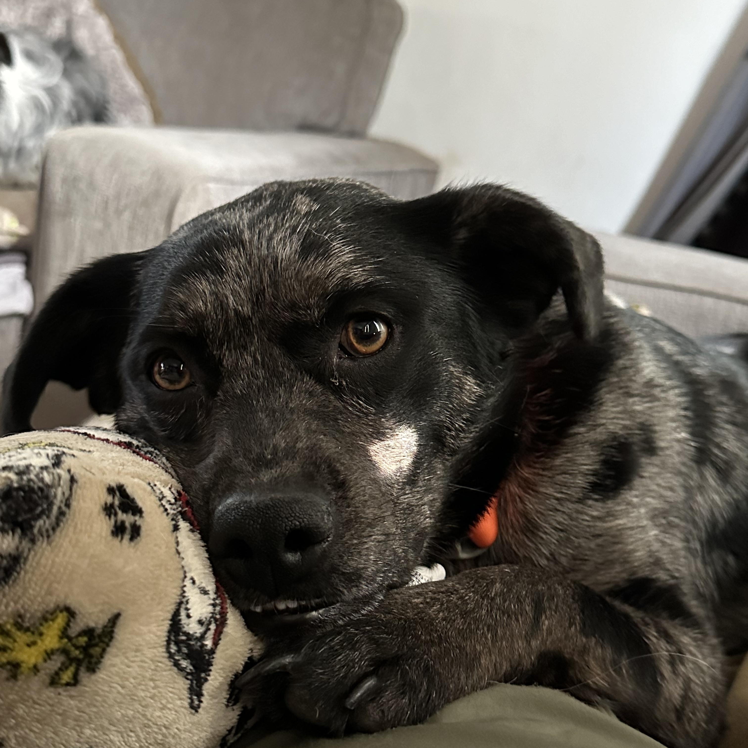 Dixie, a Adoptable mixed breed in Sheridan, WY image 4/4