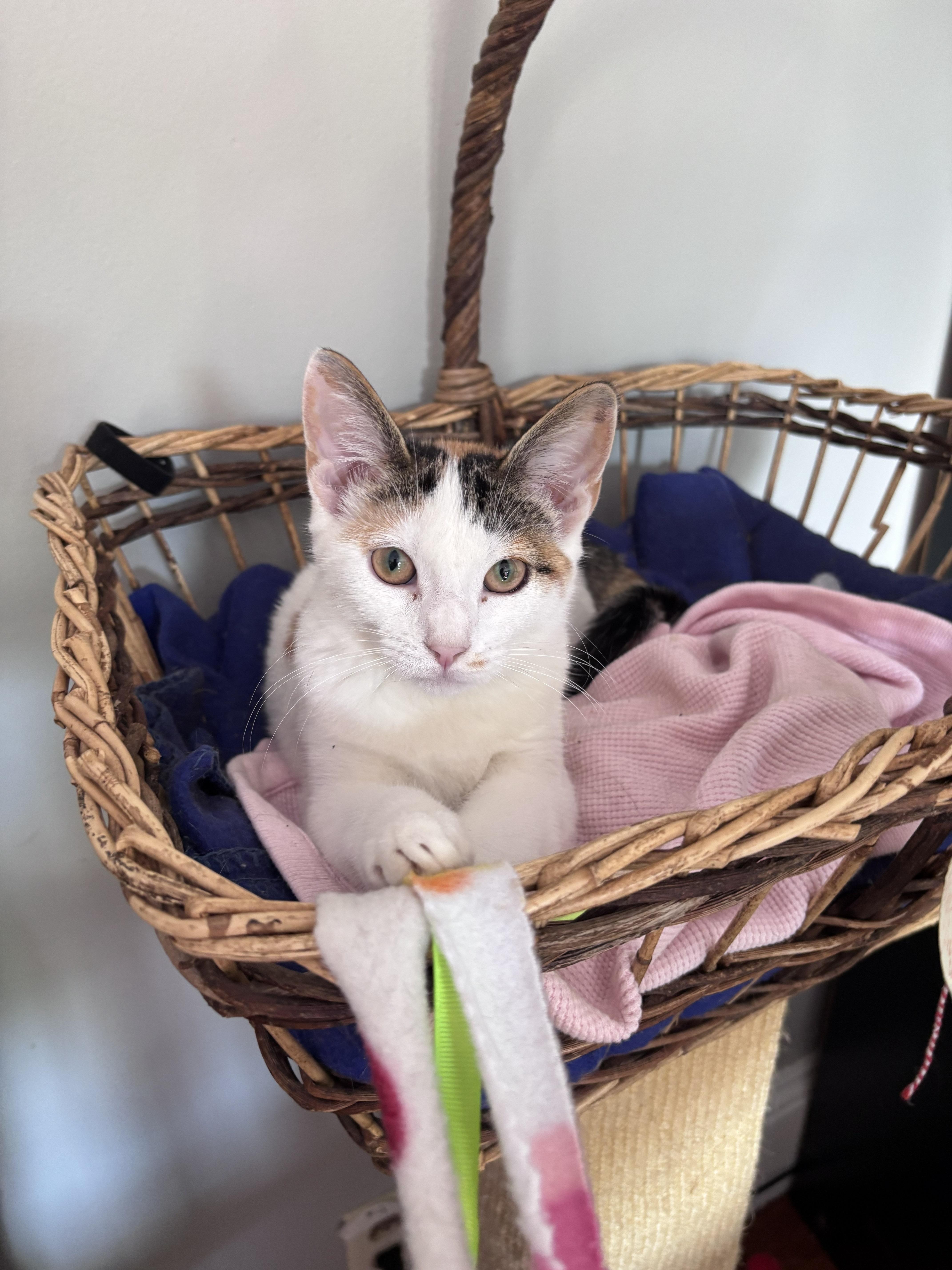 TJ and PJ, a Adoptable Domestic Short Hair in Melrose, MA image 2/6