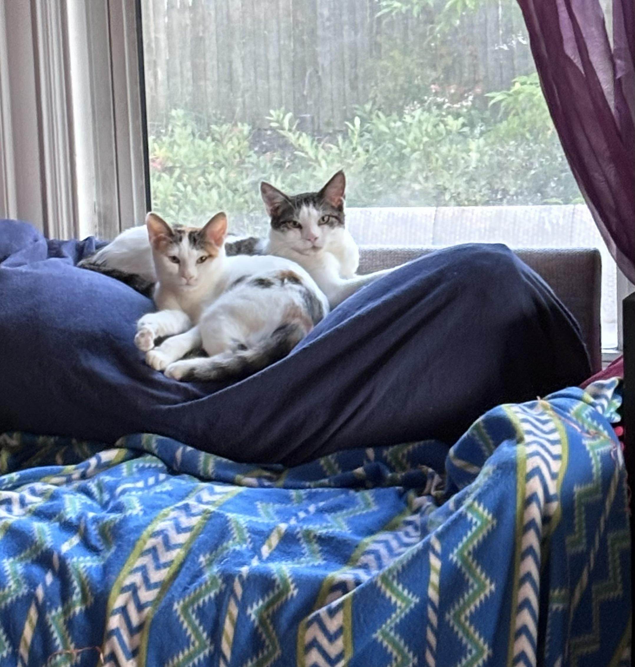 TJ and PJ, a Adoptable Domestic Short Hair in Melrose, MA image 5/6