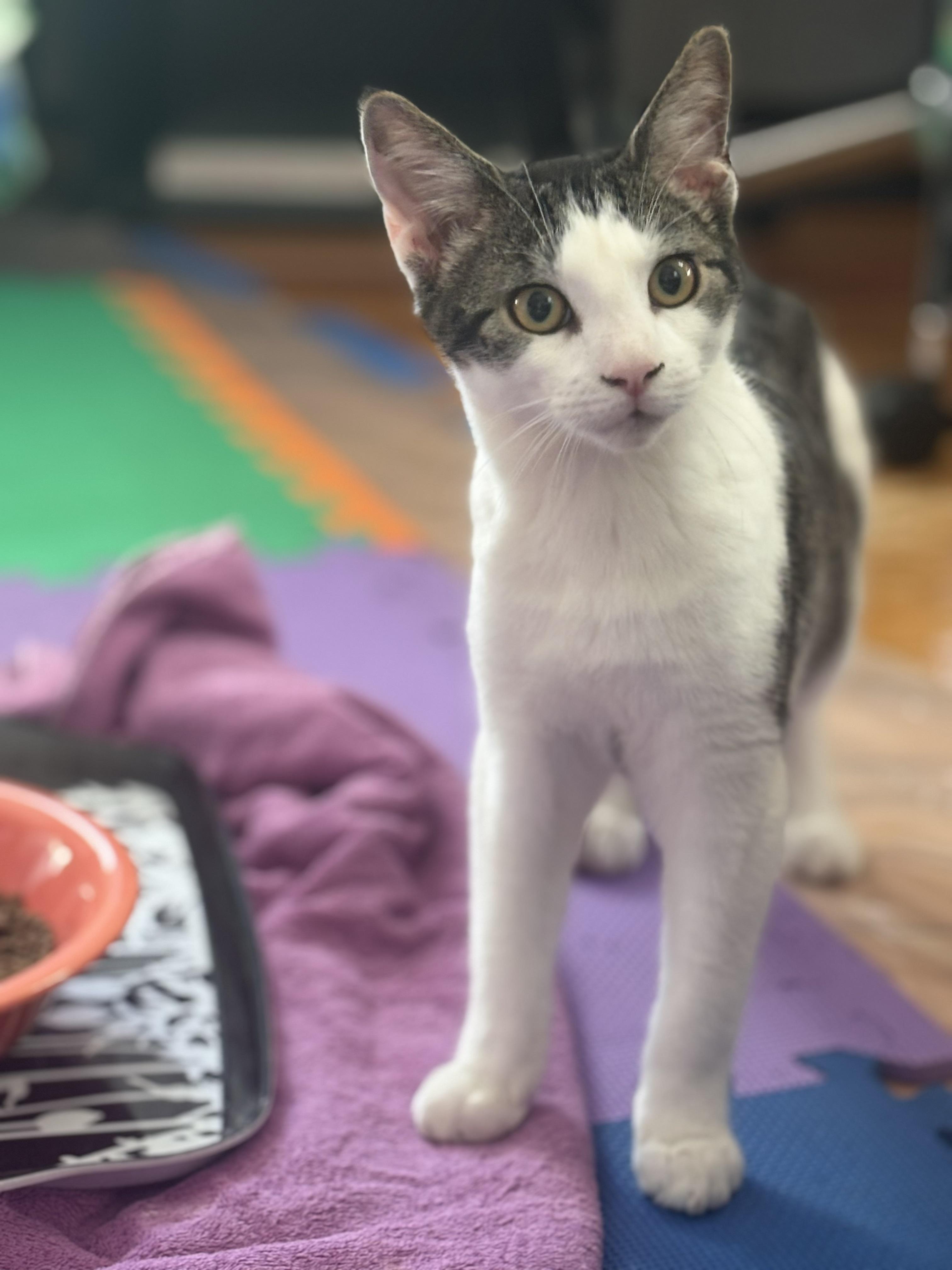 TJ and PJ, a Adoptable Domestic Short Hair in Melrose, MA image 3/6