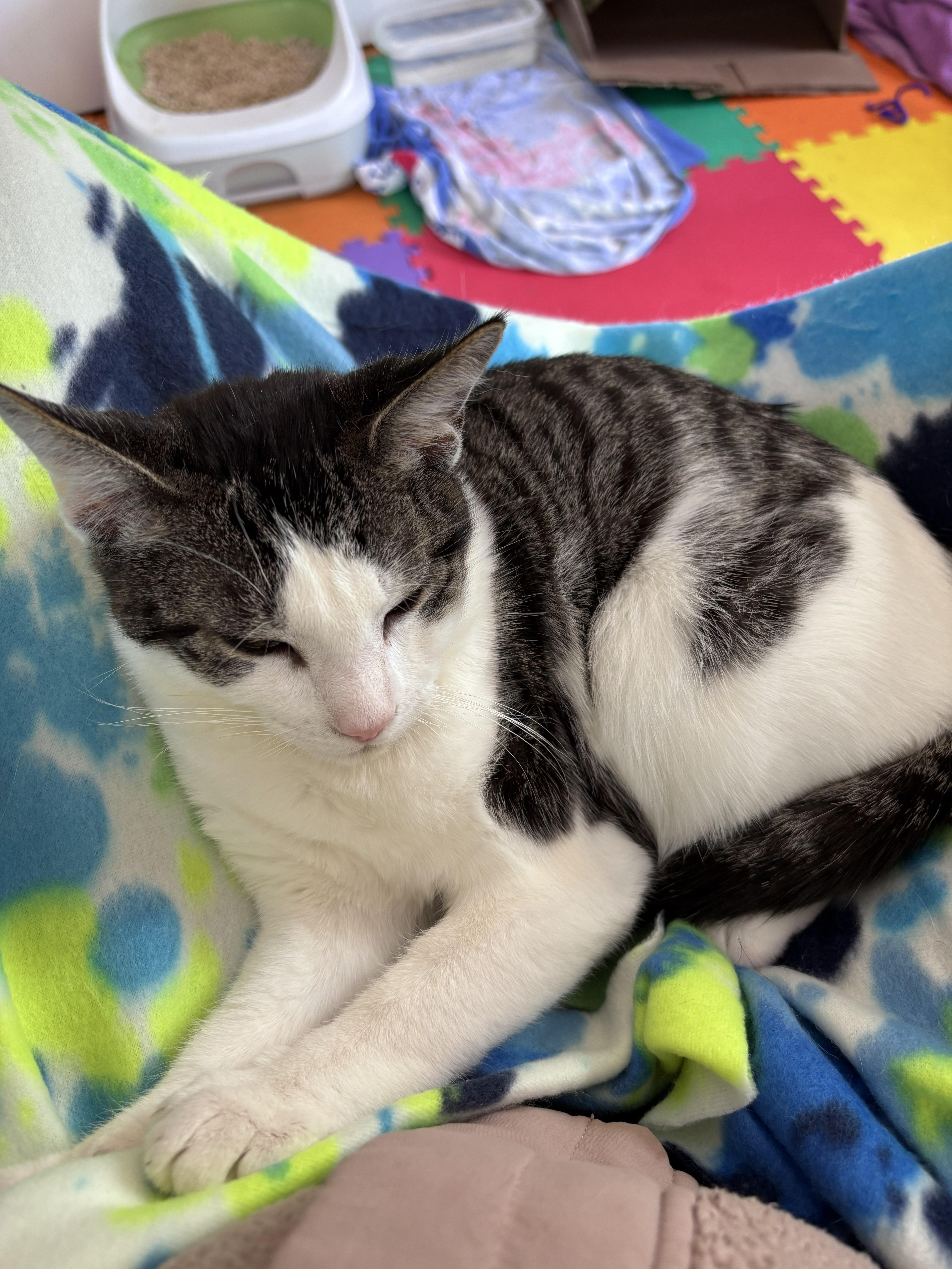 TJ and PJ, a Adoptable Domestic Short Hair in Melrose, MA image 4/6