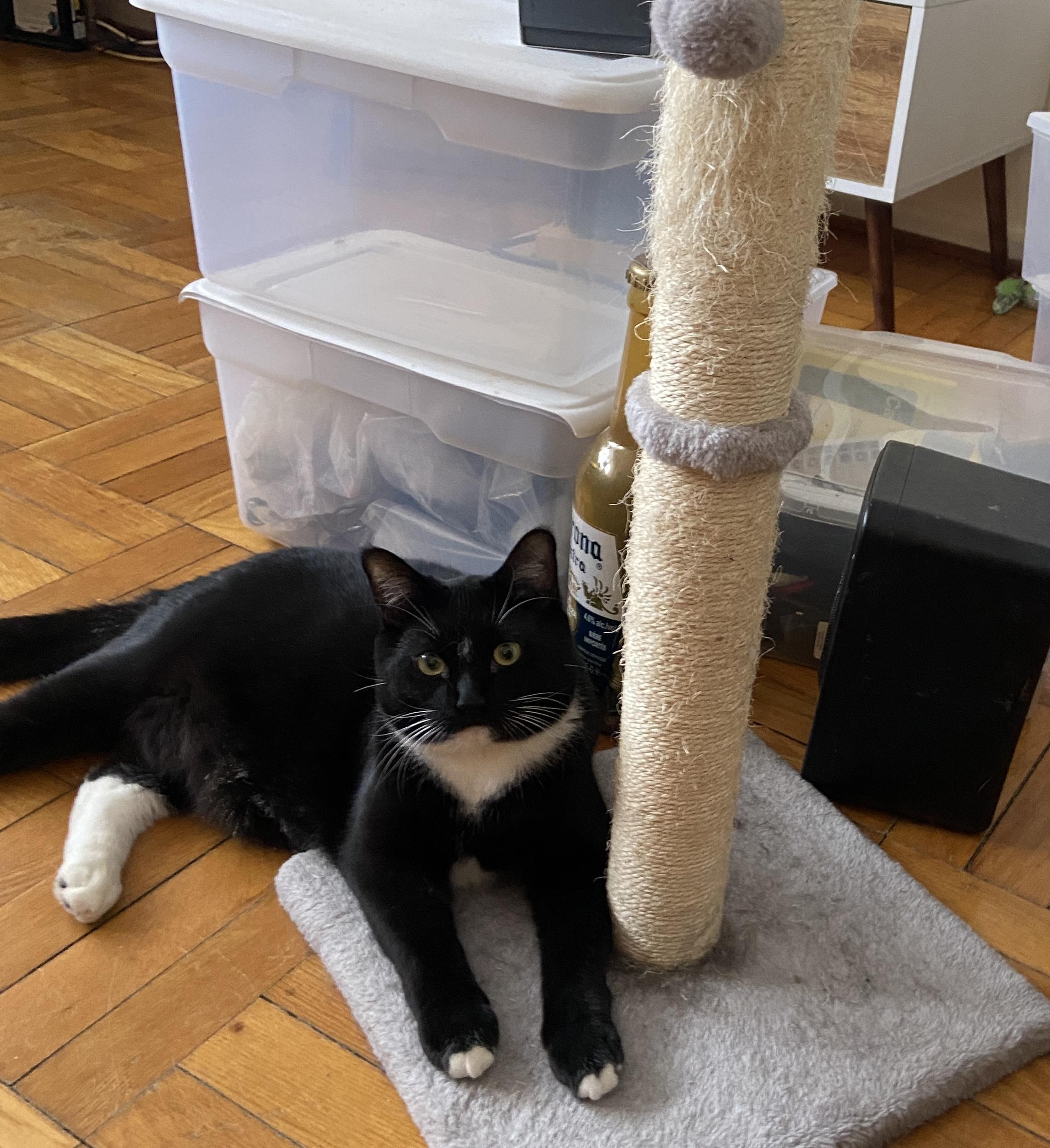 Midge *MUST BE ADOPTED WITH SMUDGE*, adopted, Young Male Domestic Short Hair.