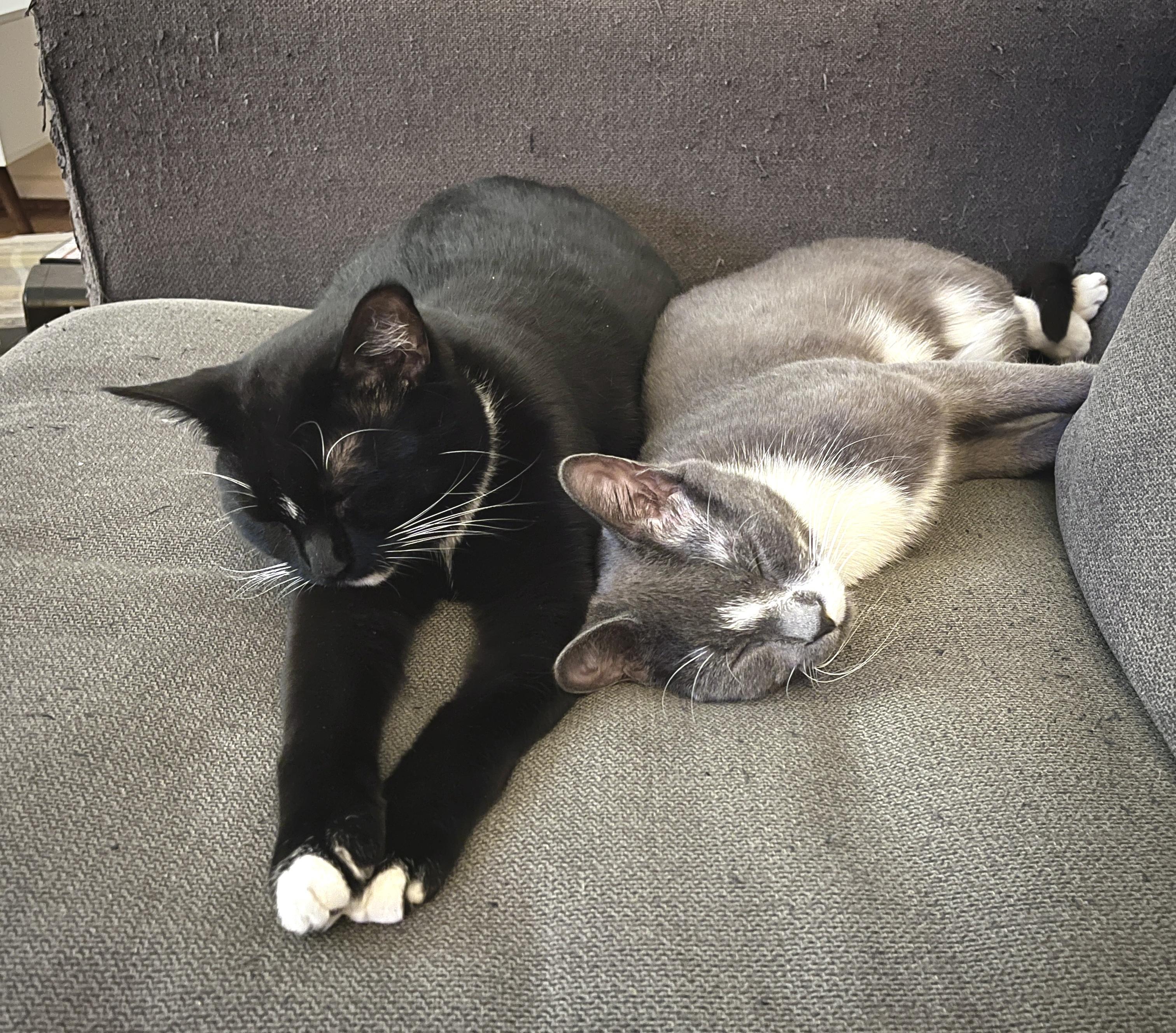 Enlarge Midge *MUST BE ADOPTED WITH SMUDGE*, an adopted Domestic Short Hair in Toronto, ON image 6/6