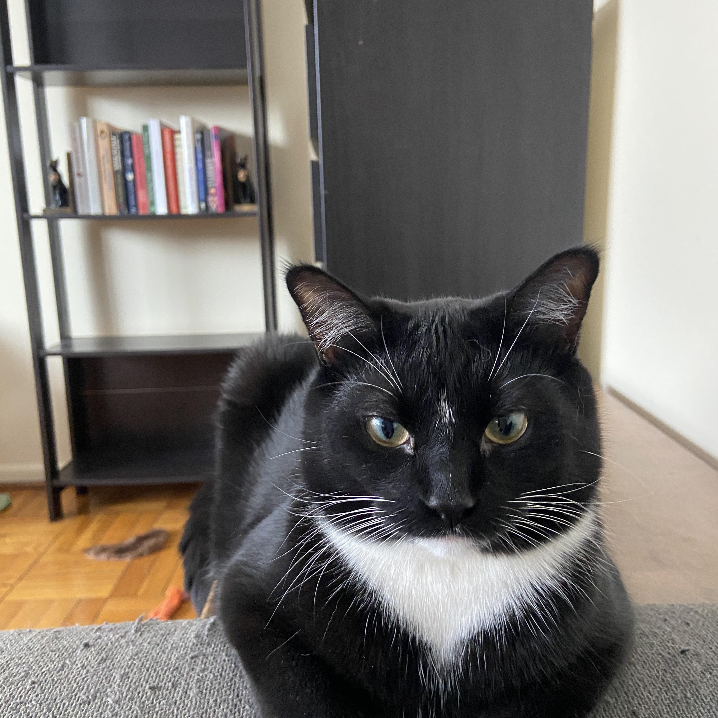 Enlarge Midge *MUST BE ADOPTED WITH SMUDGE*, an adopted Domestic Short Hair in Toronto, ON image 3/6