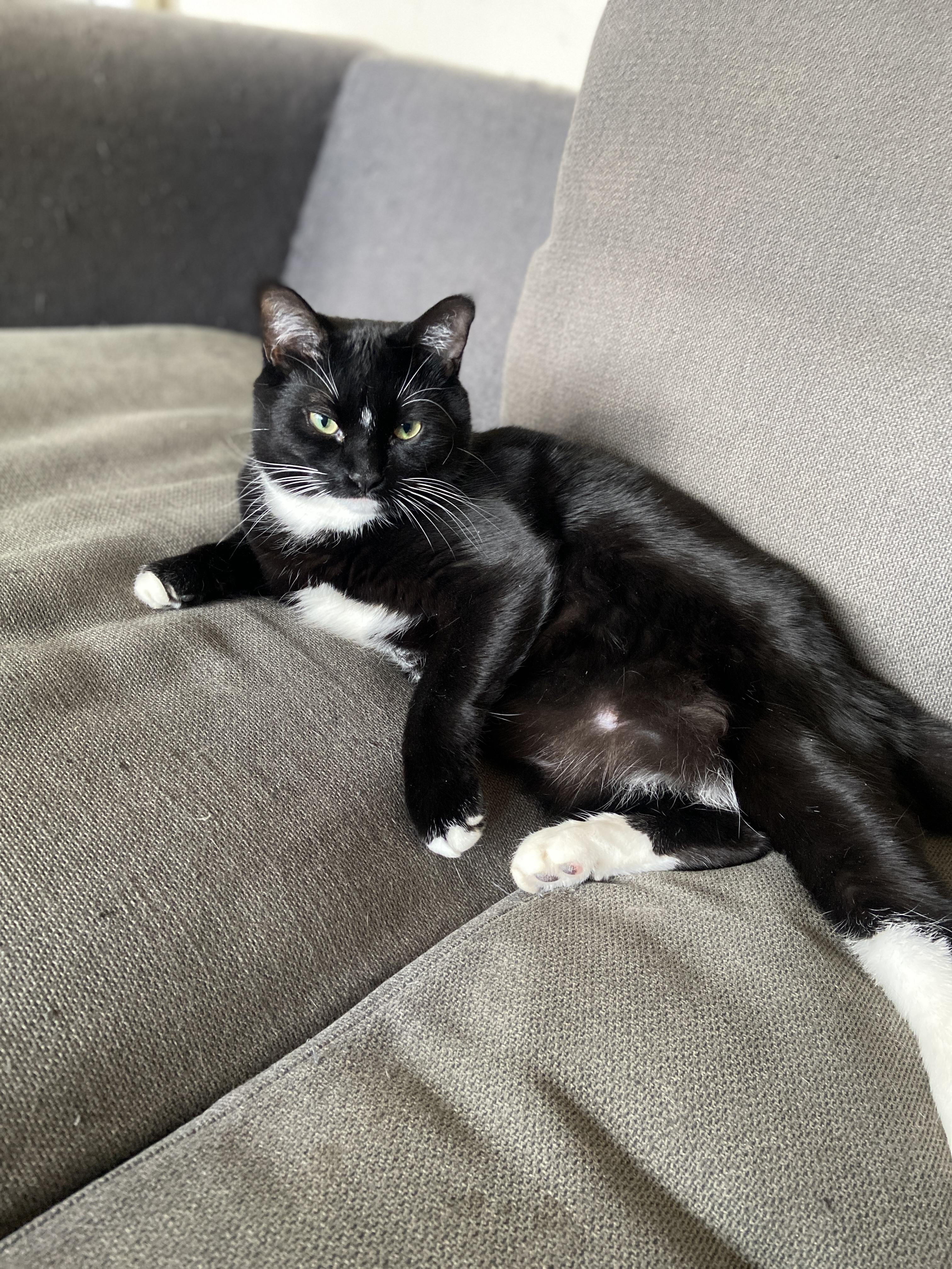 Enlarge Midge *MUST BE ADOPTED WITH SMUDGE*, an adopted Domestic Short Hair in Toronto, ON image 5/6