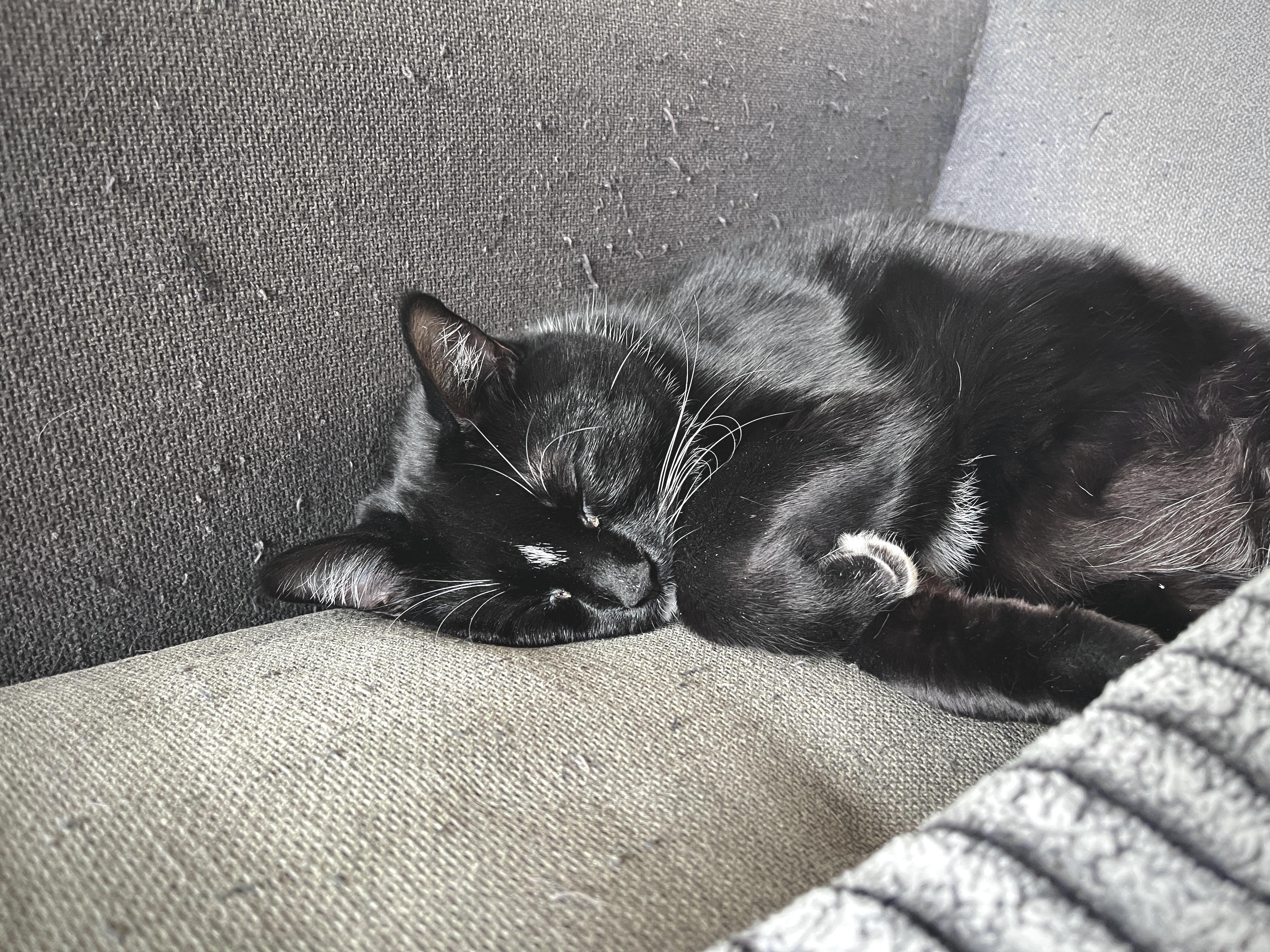 Enlarge Midge *MUST BE ADOPTED WITH SMUDGE*, an adopted Domestic Short Hair in Toronto, ON image 4/6