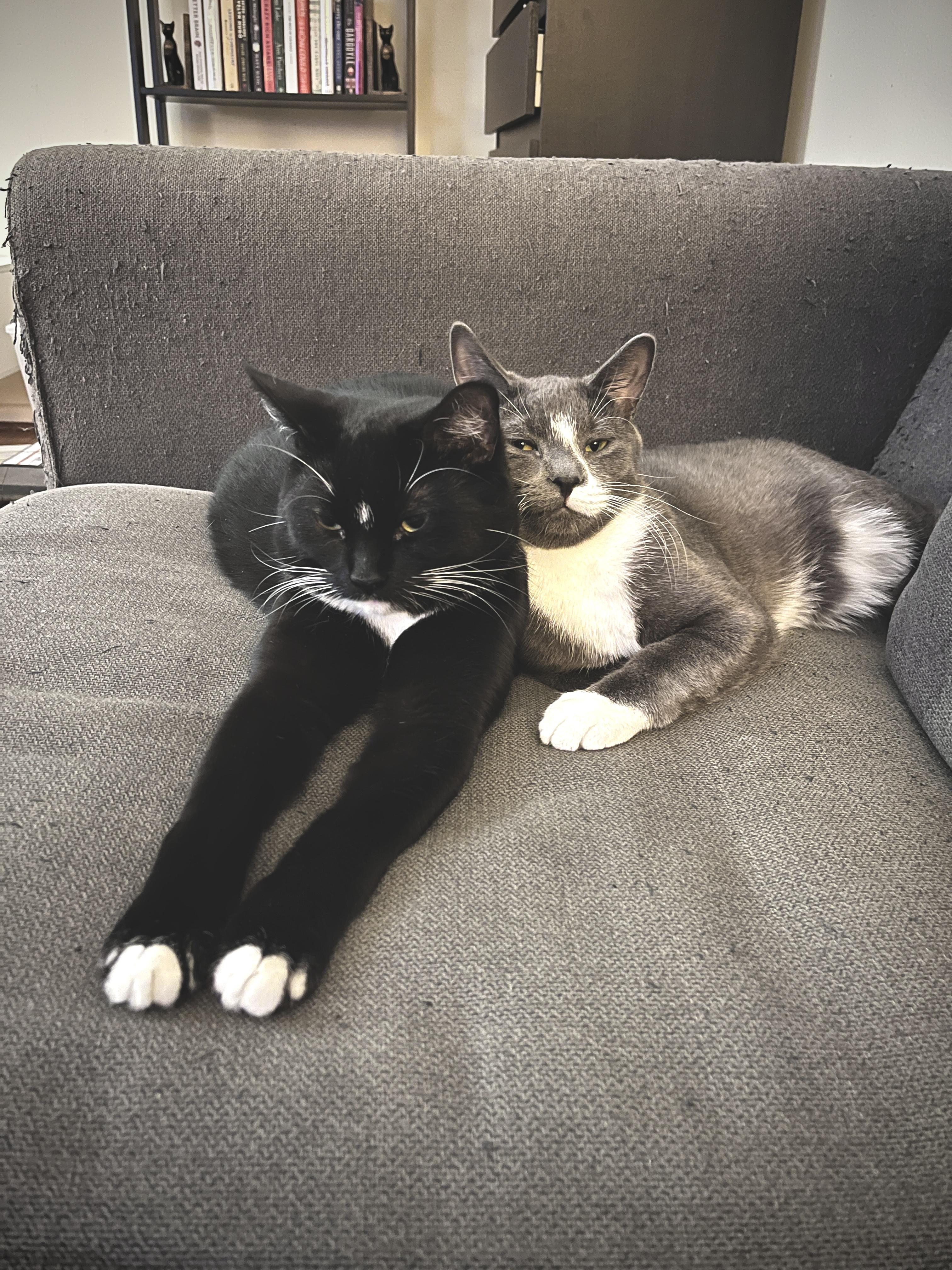 Enlarge Midge *MUST BE ADOPTED WITH SMUDGE*, an adopted Domestic Short Hair in Toronto, ON image 2/6