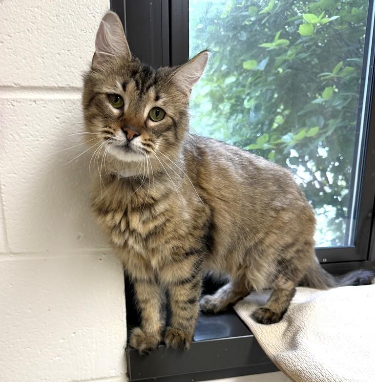 Marie- 52905, ADOPTABLE, Young Female Maine Coon.