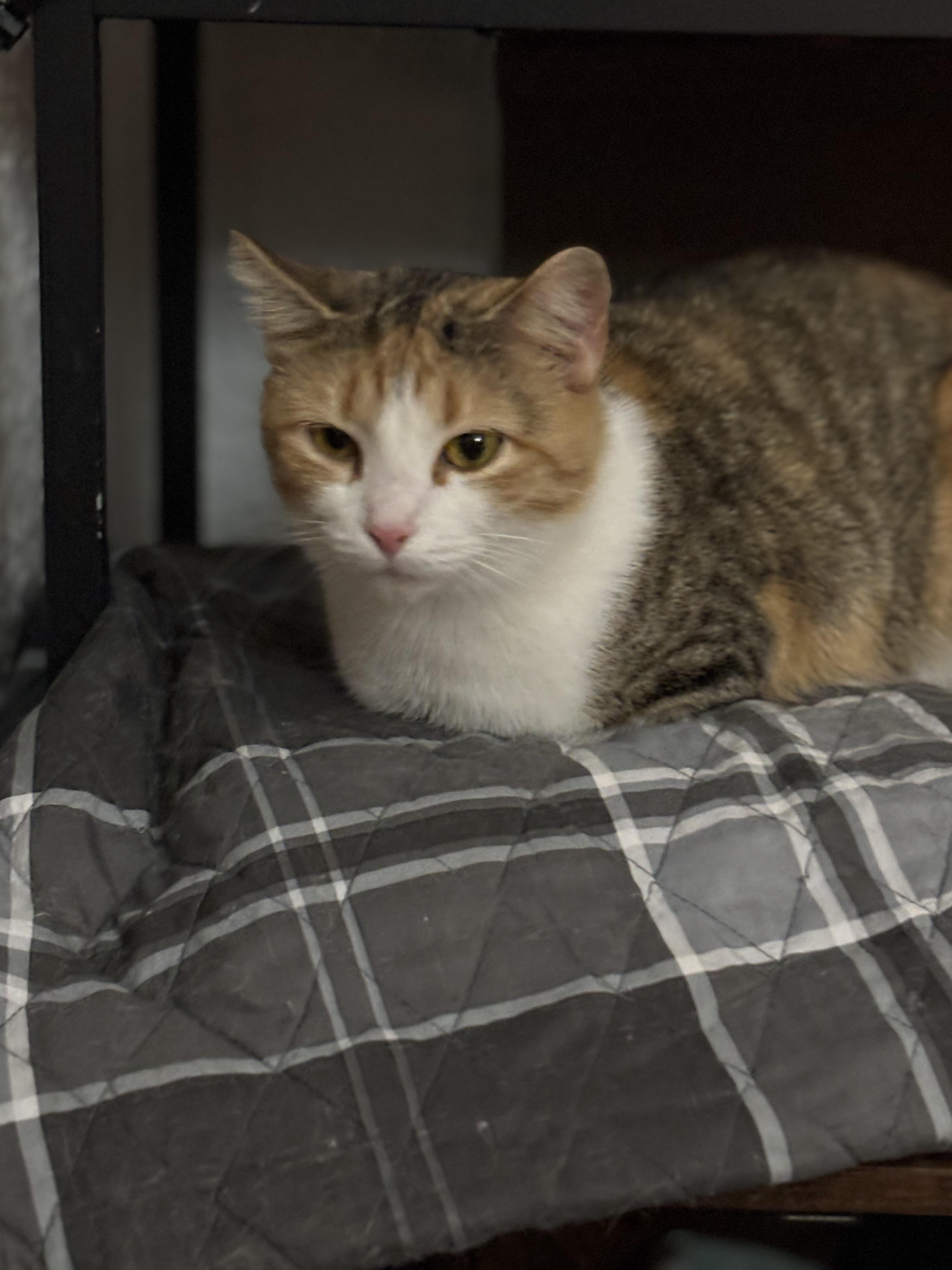 Char Lee, adopted, Adult Female Domestic Short Hair.