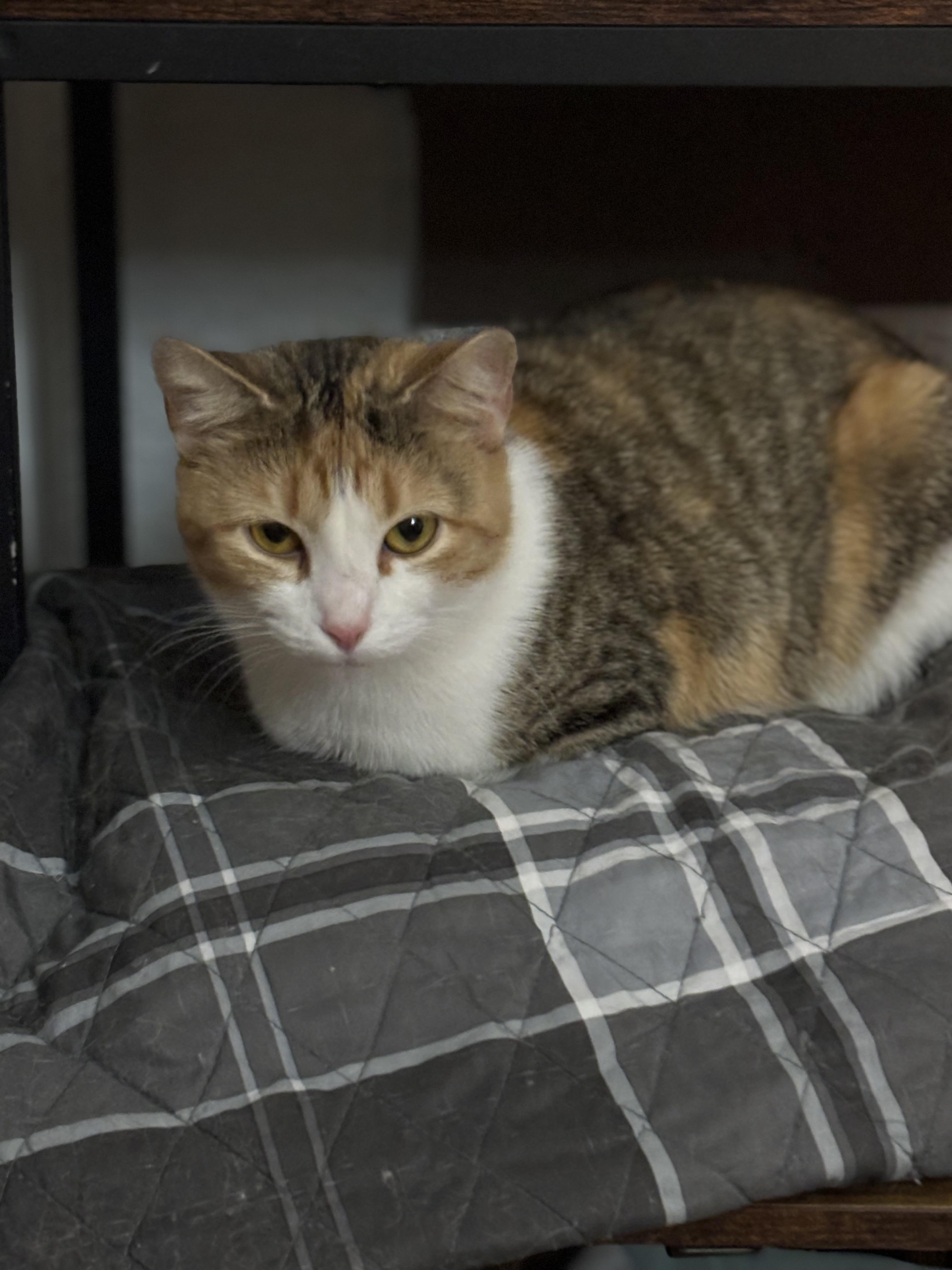 Char Lee, an adopted Domestic Short Hair in Pittsburgh, PA image 2/3