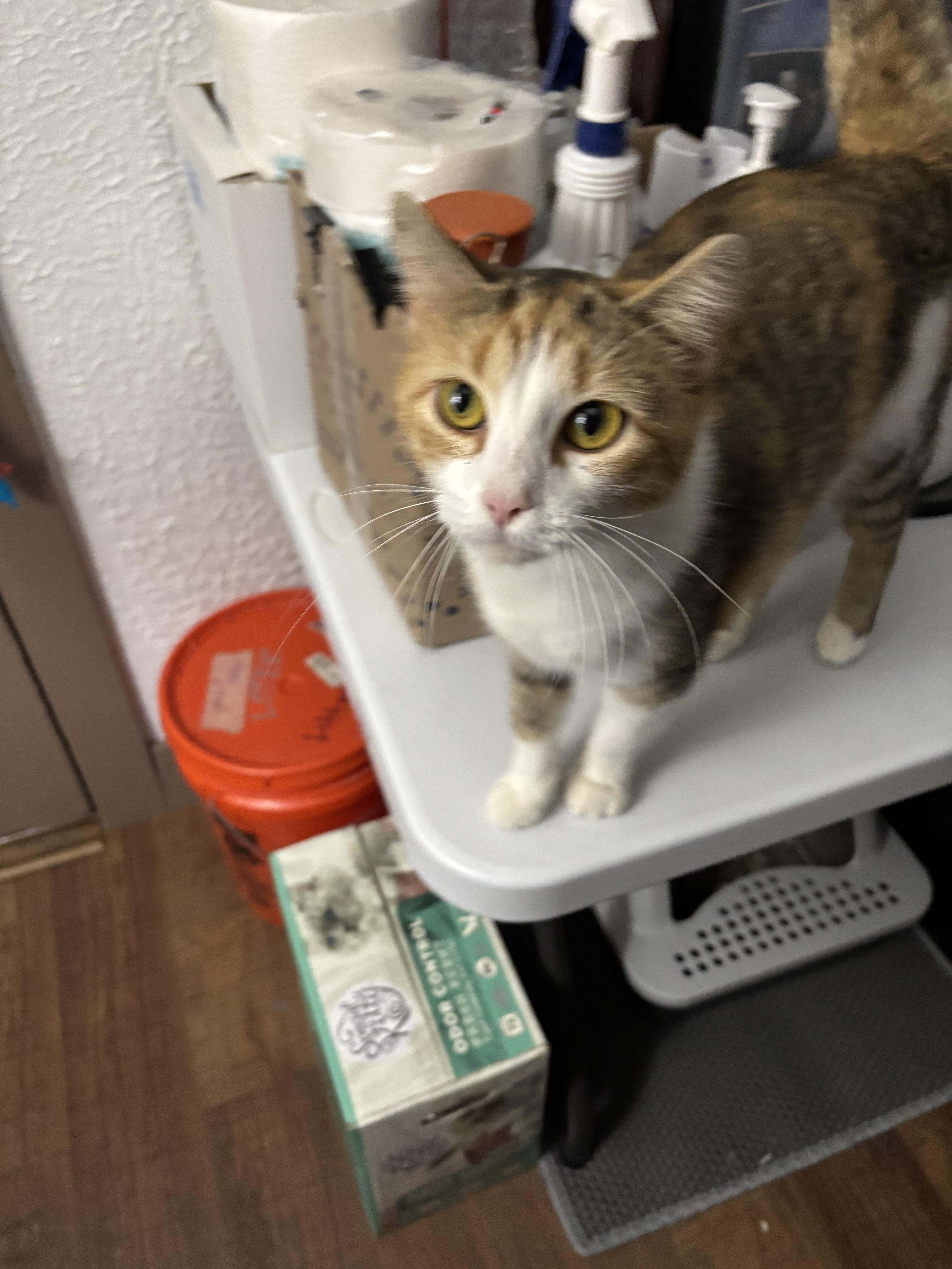 Char Lee, an adopted Domestic Short Hair in Pittsburgh, PA image 3/3