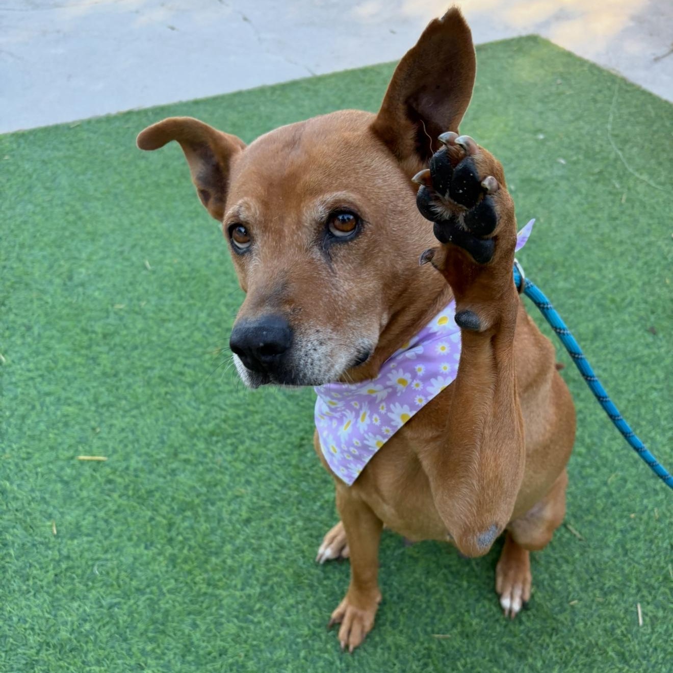 Rosella "Rose", the sweetest blossom, a Adoptable mixed breed in Denver, CO image 2/6