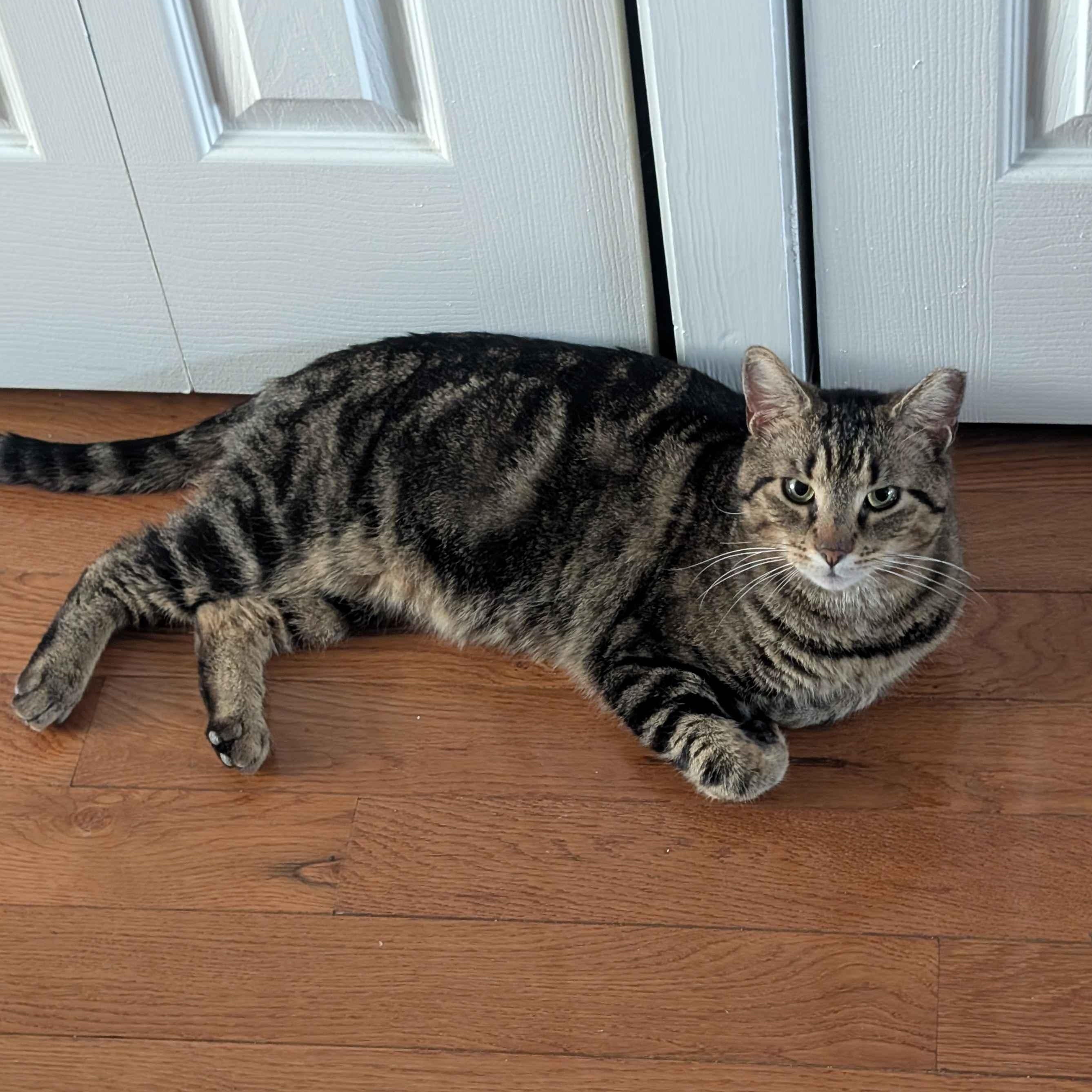 Enlarge Johnny (FIV+), a Adoptable American Shorthair in Weehawken, NJ image 5/6