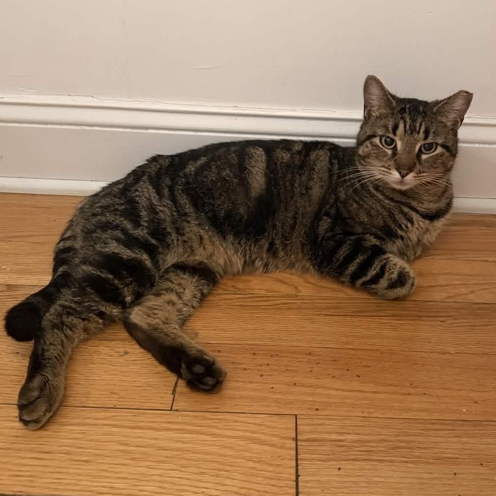 Enlarge Johnny (FIV+), a Adoptable American Shorthair in Weehawken, NJ image 2/6