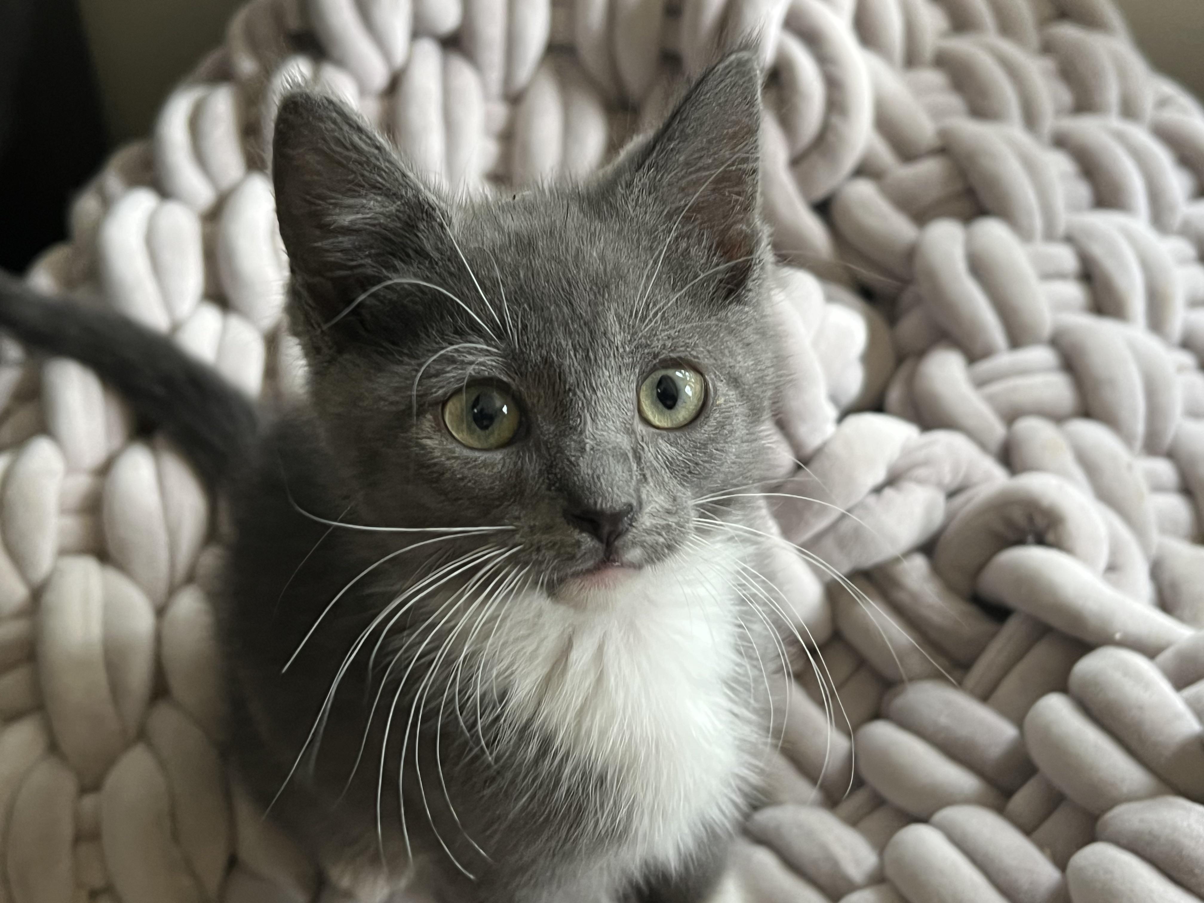 GRECA. (she's lovely), a ADOPTABLE mixed breed in New Milford, CT image 3/6