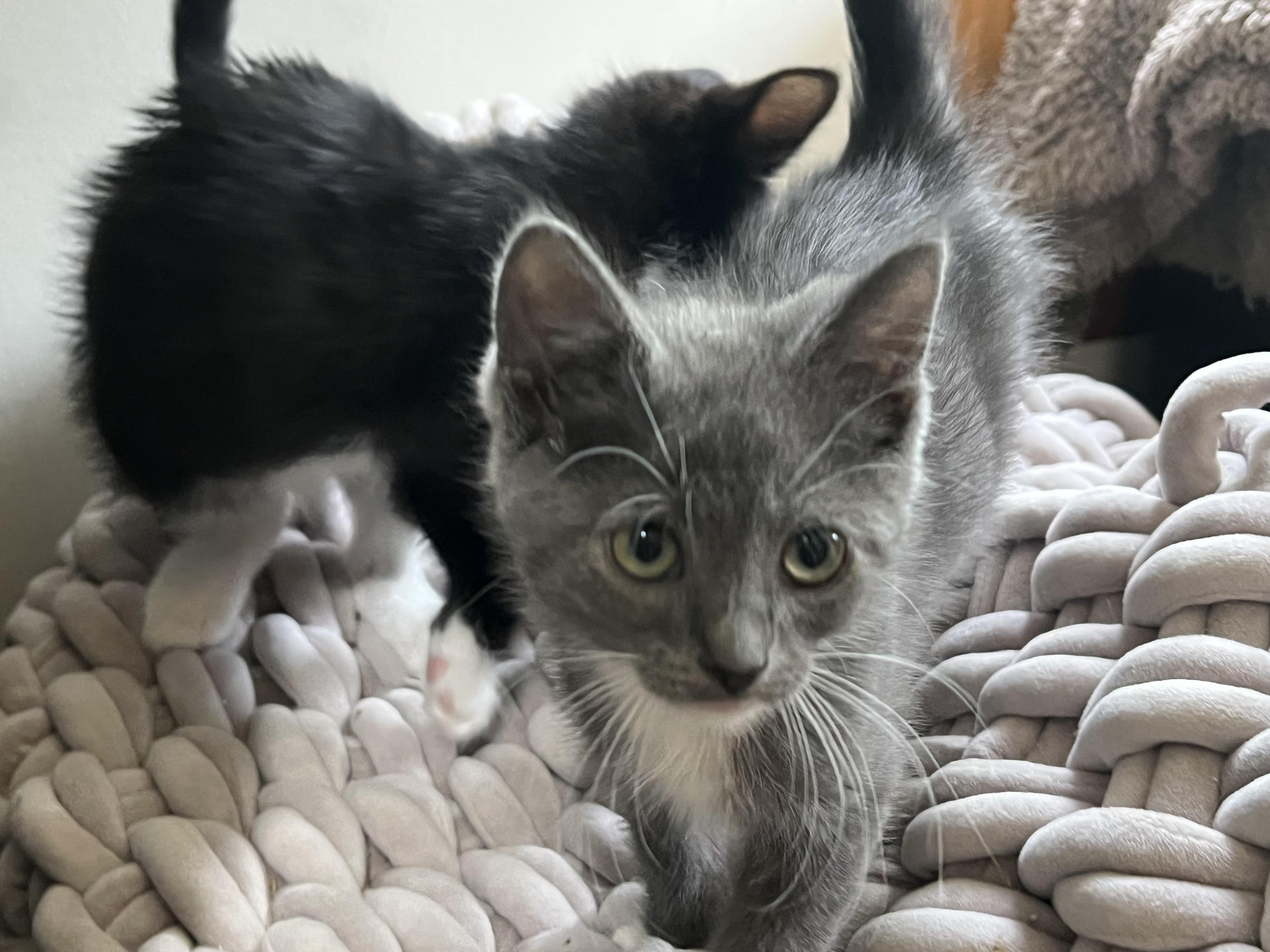 GRECA. (she's lovely), a ADOPTABLE mixed breed in New Milford, CT image 4/6